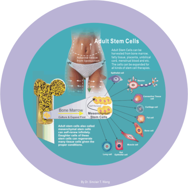 embryonic stem cell